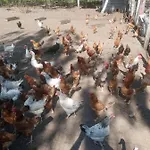 Kır Evi Gospodarstwo Agroturystyczne