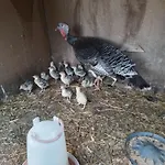 Gospodarstwo Agroturystyczne Kır Evi
