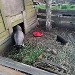 Gospodarstwo Agroturystyczne Kır Evi Węgorzyno