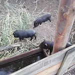 Gospodarstwo Agroturystyczne Kır Evi *