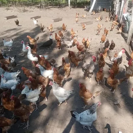 Gospodarstwo wiejskie Gospodarstwo agroturystyczne