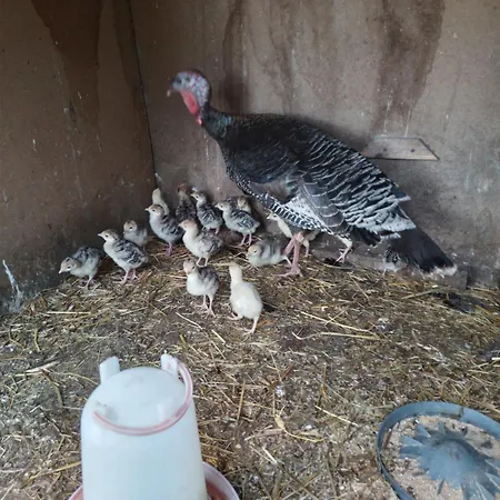 Gospodarstwo Agroturystyczne カントリーハウス