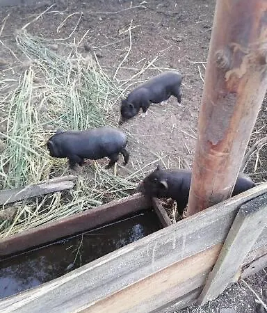 Gospodarstwo Agroturystyczne カントリーハウス *