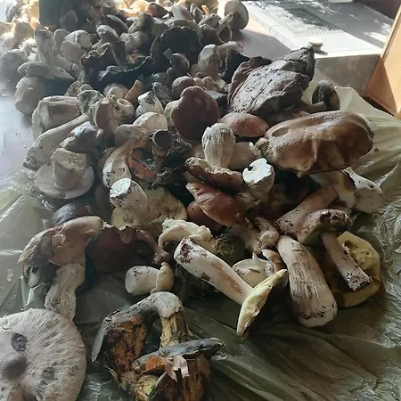 Gospodarstwo wiejskie Gospodarstwo agroturystyczne Węgorzyno