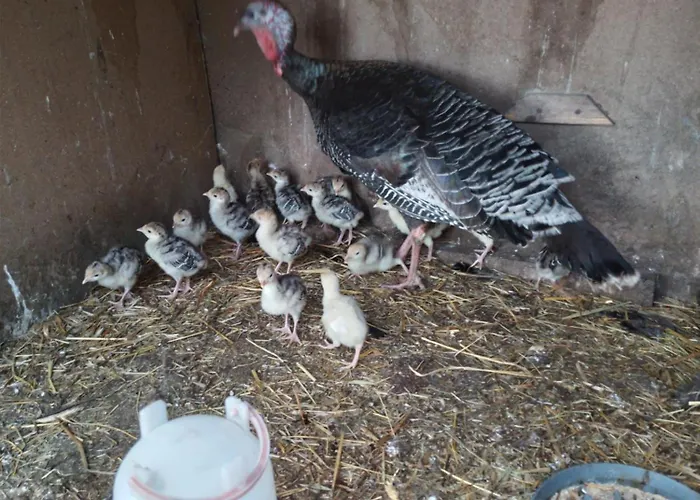 Gospodarstwo Agroturystyczne Εξοχικό σπίτι