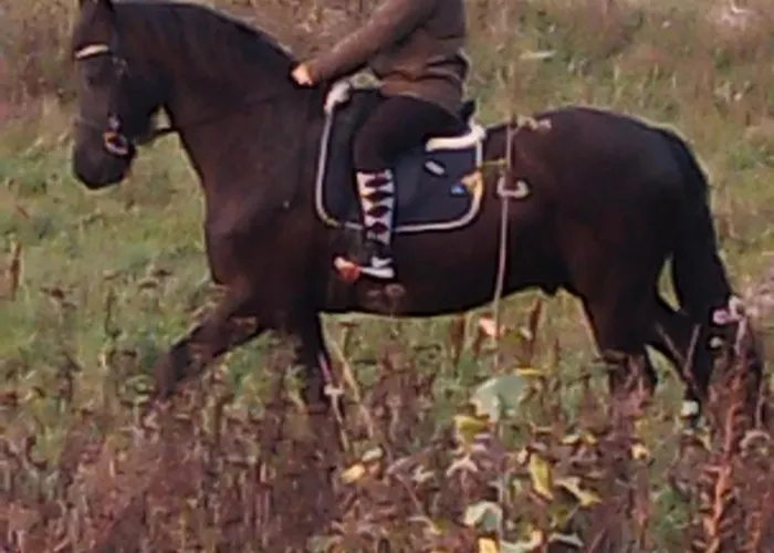 Gospodarstwo Agroturystyczne * Węgorzyno