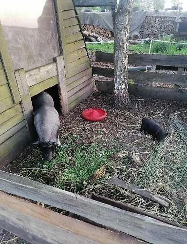 Gospodarstwo Agroturystyczne Εξοχικό σπίτι Węgorzyno