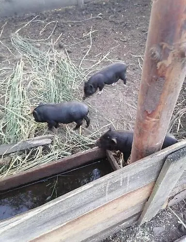 Gospodarstwo Agroturystyczne Εξοχικό σπίτι *